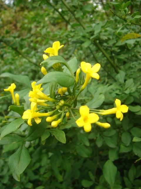 Jasminum humile P2A